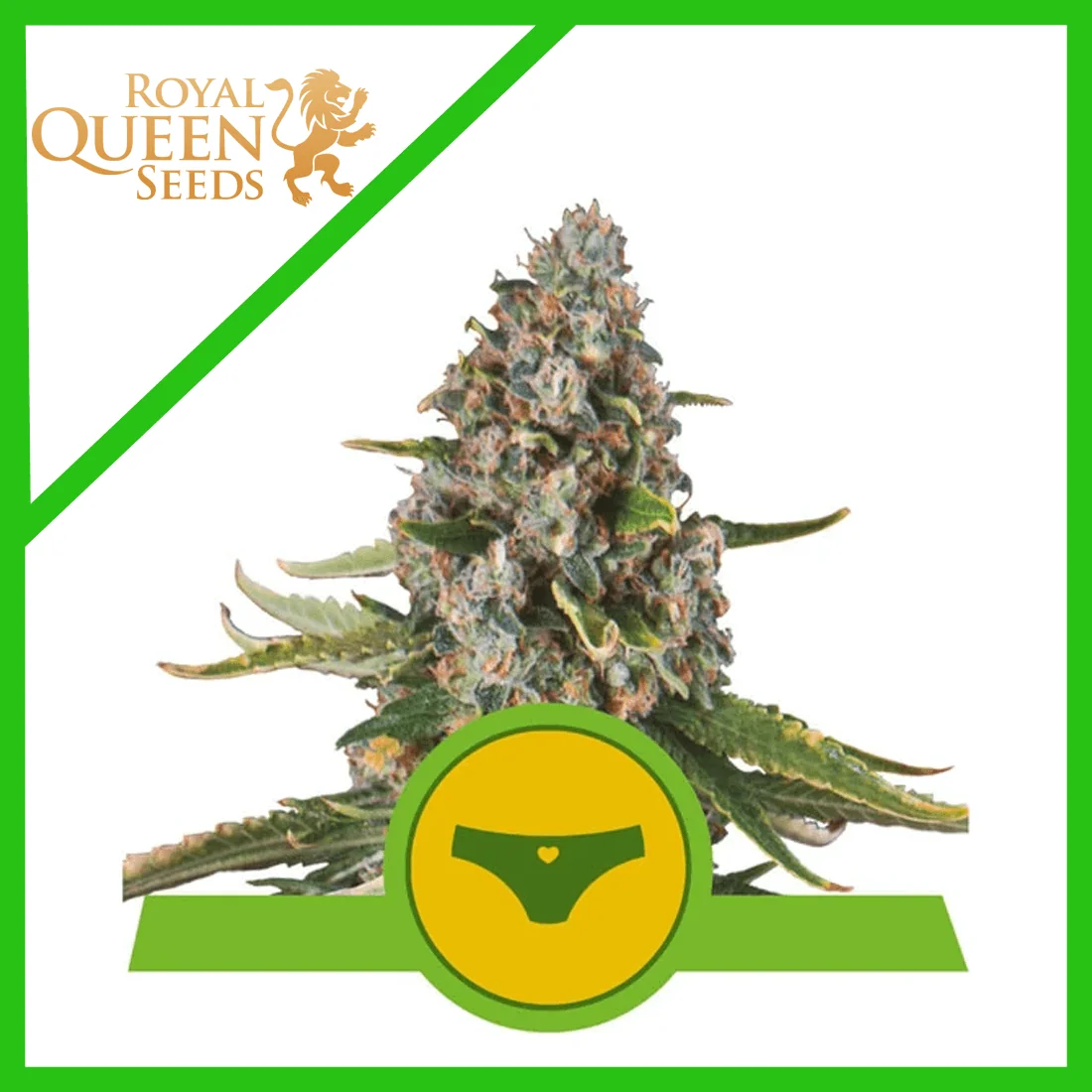 Sherbet Queen Usa Premium Auto -Royal Queen Seeds (X1/X3/X10) 2