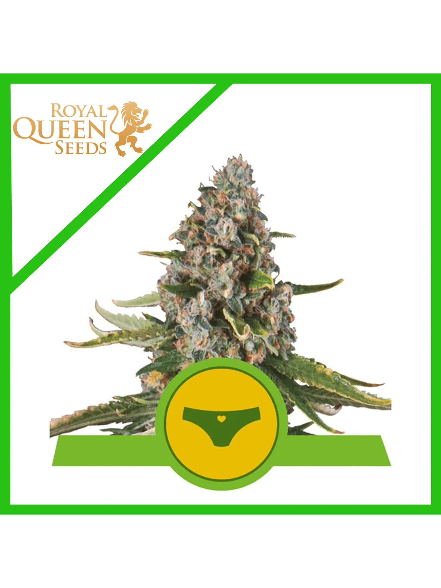 Sherbet Queen Usa Premium Auto -Royal Queen Seeds (X1/X3) 2