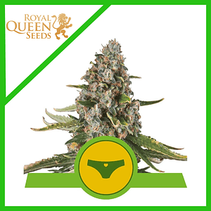 Sherbet Queen Usa Premium Auto X3-Royal Queen