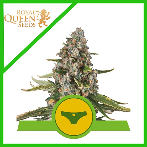 Sherbet Queen Usa Premium Auto -Royal Queen Seeds (X1/X3/X10)