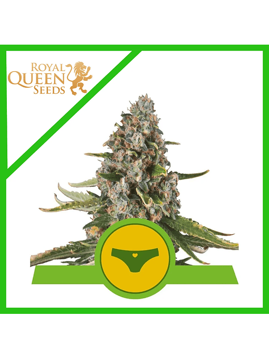 SHERBET QUEEN USA PREMIUM AUTO X3-ROYAL QUEEN 2