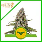 Sherbet Queen Usa Premium Auto -Royal Queen Seeds (X1/X3/X10) - Miniatura 2