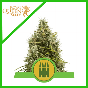 ROYAL AK  AUTO X1-ROYAL QUEEN SEEDS