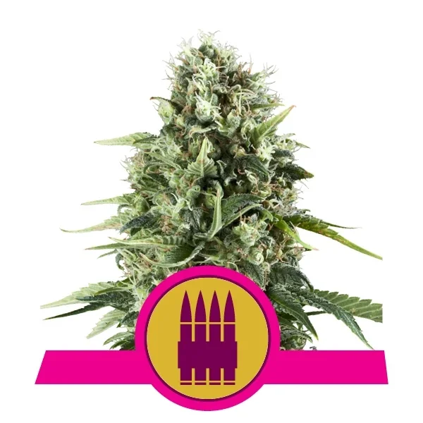 Royal Ak Fem -Royal Queen Seeds (X3/X1) 1