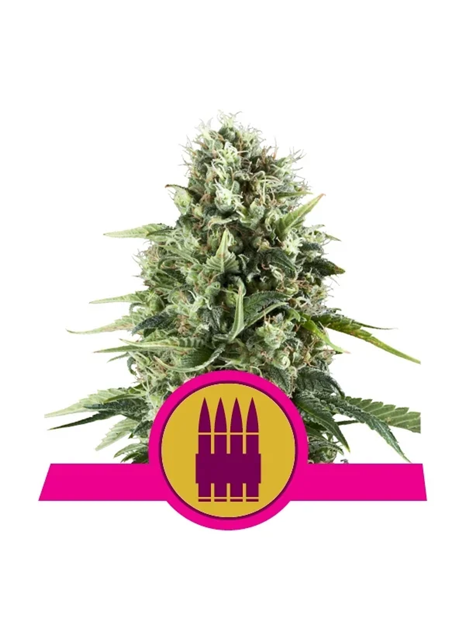 Royal Ak Fem -Royal Queen Seeds (X3/X1) 1