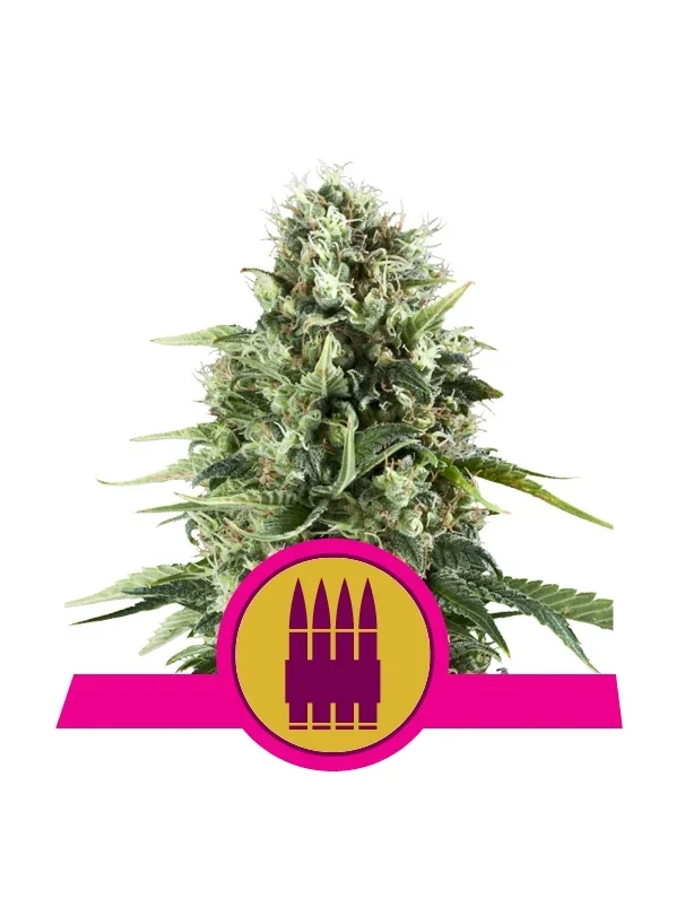 Royal Ak Fem -Royal Queen Seeds (X3/X1) 1