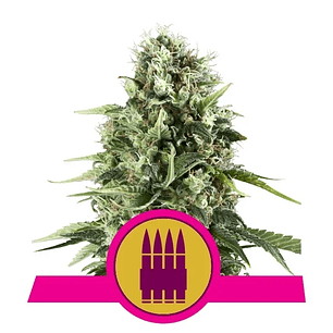 ROYAL AK FEM X1-ROYAL QUEEN SEEDS