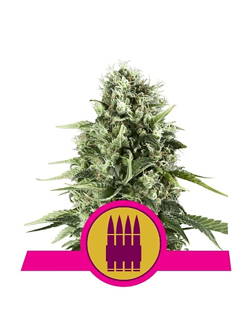 ROYAL AK FEM X1-ROYAL QUEEN SEEDS 1