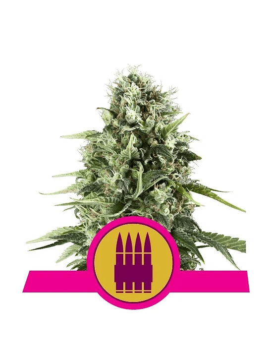 ROYAL AK FEM X1-ROYAL QUEEN SEEDS 1