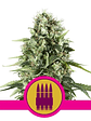 Royal Ak Fem X1-Royal Queen Seeds - Miniatura 1
