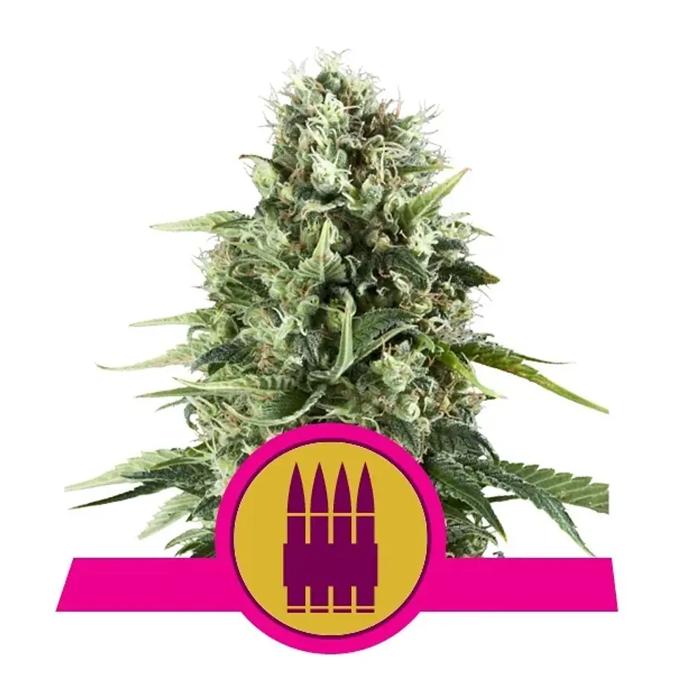 Royal Ak Fem -Royal Queen Seeds (X3/X1) 1
