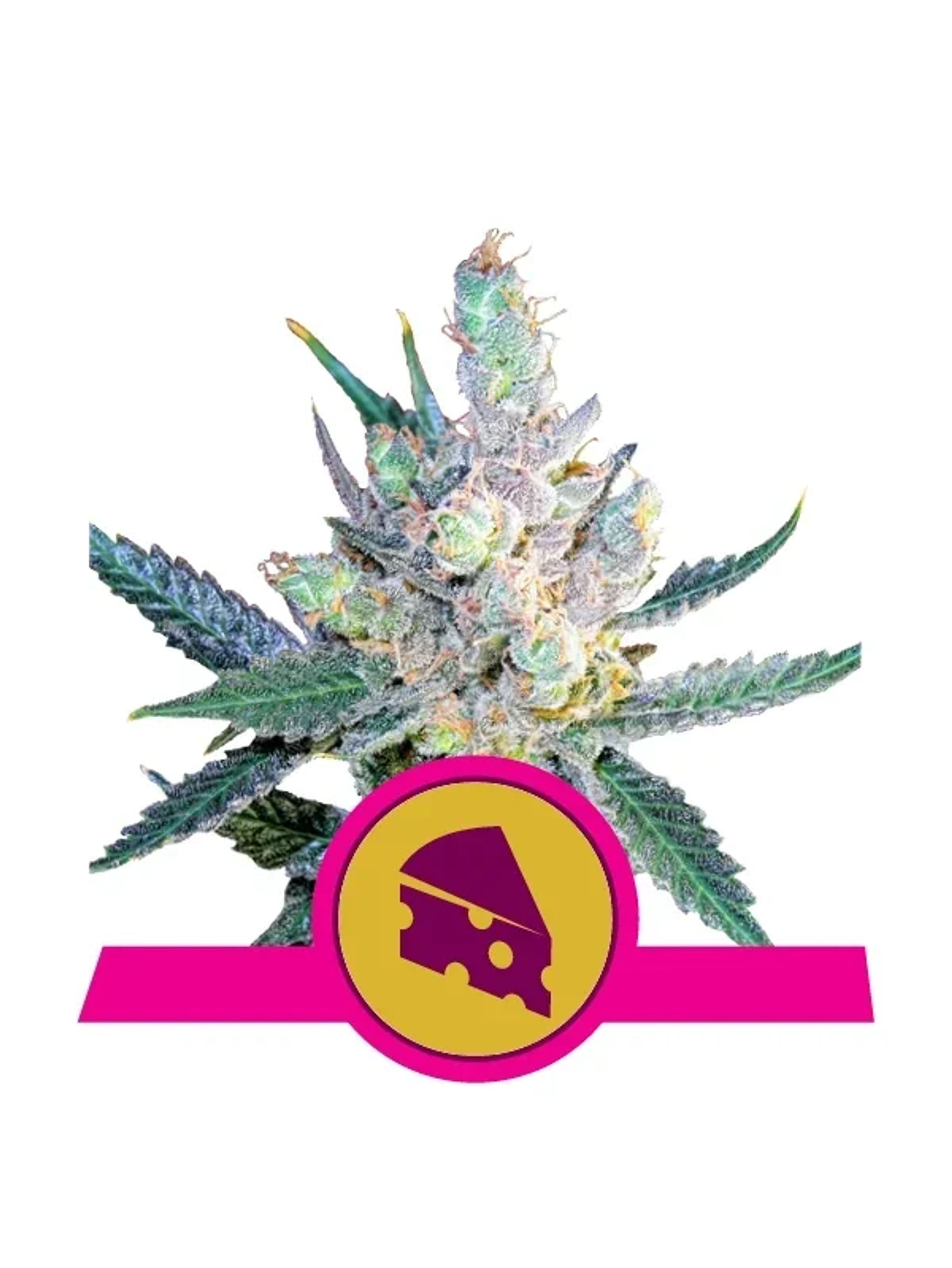 Royal Cheese Fast Fem -Royal Queen Seeds (X10/X3/X1) 1