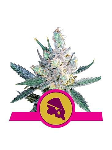 ROYAL CHEESE FAST  FEM X3-ROYAL QUEEN SEEDS 1