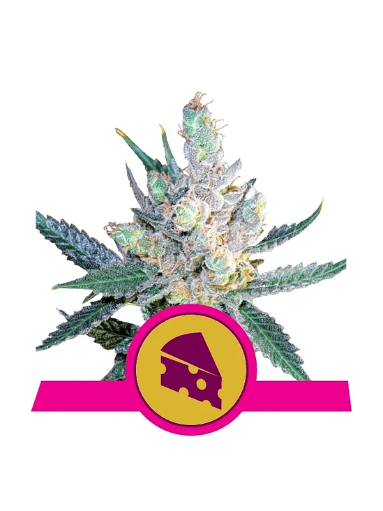 ROYAL CHEESE FAST  FEM X3-ROYAL QUEEN SEEDS 1