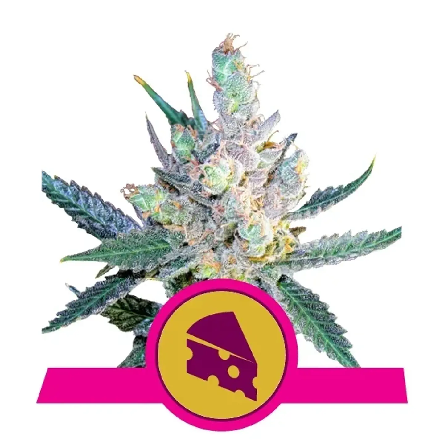 Royal Cheese Fast Fem -Royal Queen Seeds (X10/X3/X1) 1