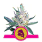 Royal Cheese Fast Fem -Royal Queen Seeds (X10/X3/X1) - Miniatura 1