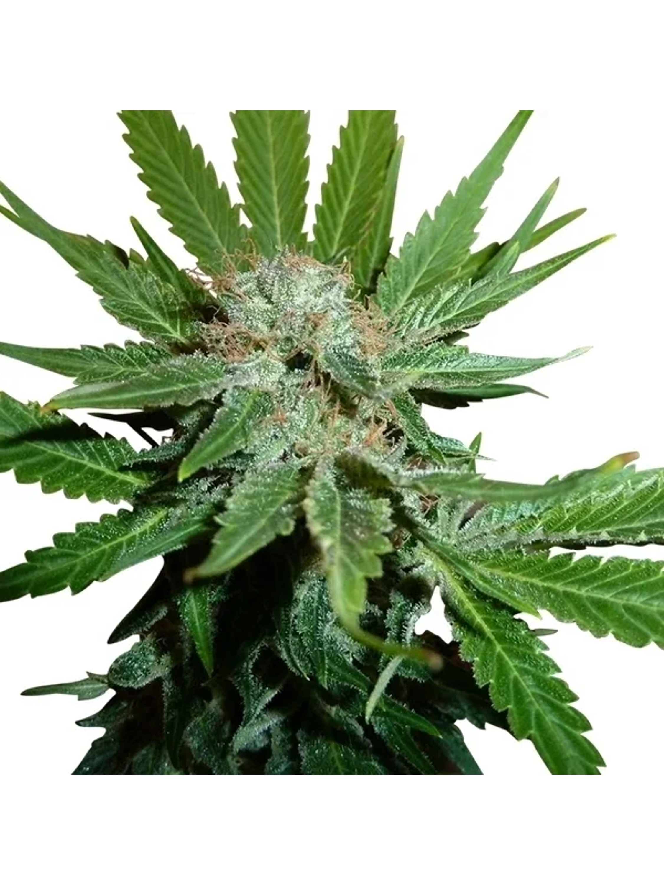 Royal Cheese Fast Fem -Royal Queen Seeds (X10/X3/X1) 2