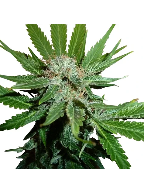 Royal Cheese Fast Fem -Royal Queen Seeds (X10/X3/X1) 2