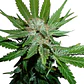 Royal Cheese Fast Fem -Royal Queen Seeds (X10/X3/X1) - Miniatura 2