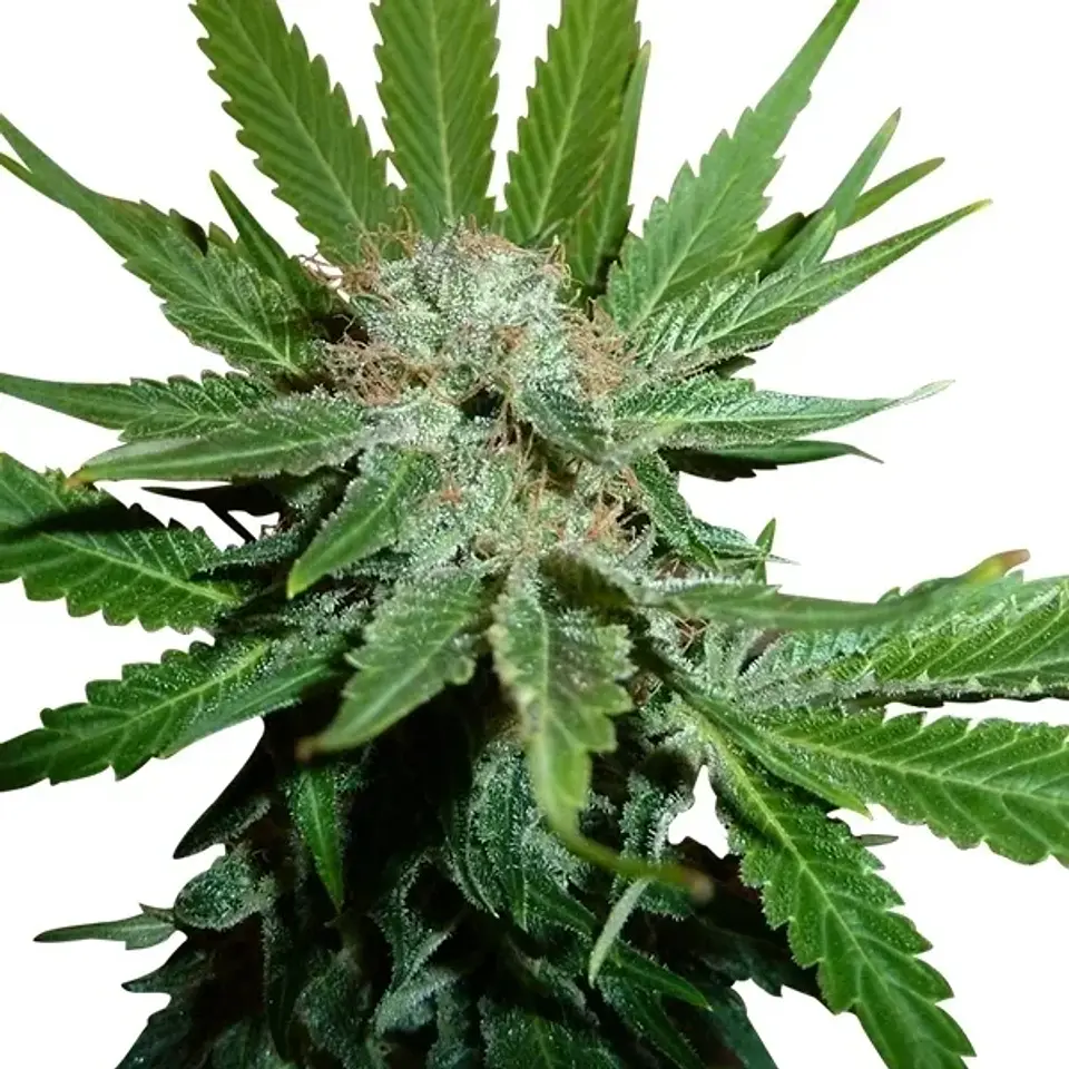 Royal Cheese Fast Fem -Royal Queen Seeds (X10/X3/X1) 2