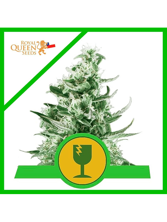 ROYAL CRITICAL AUTO X1-ROYAL QUEEN SEEDS 1