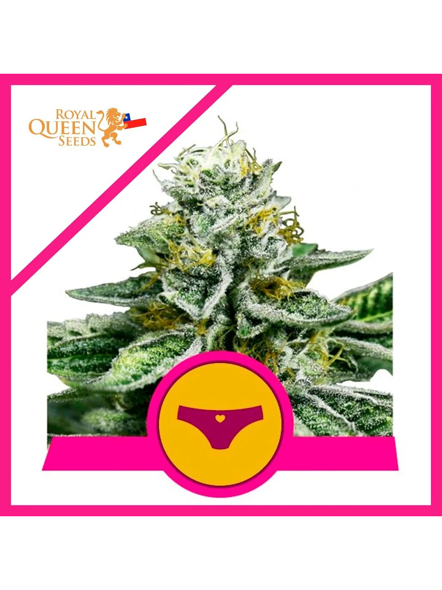 Royal Dwarf Fem X1-Royal Queen Seeds 1