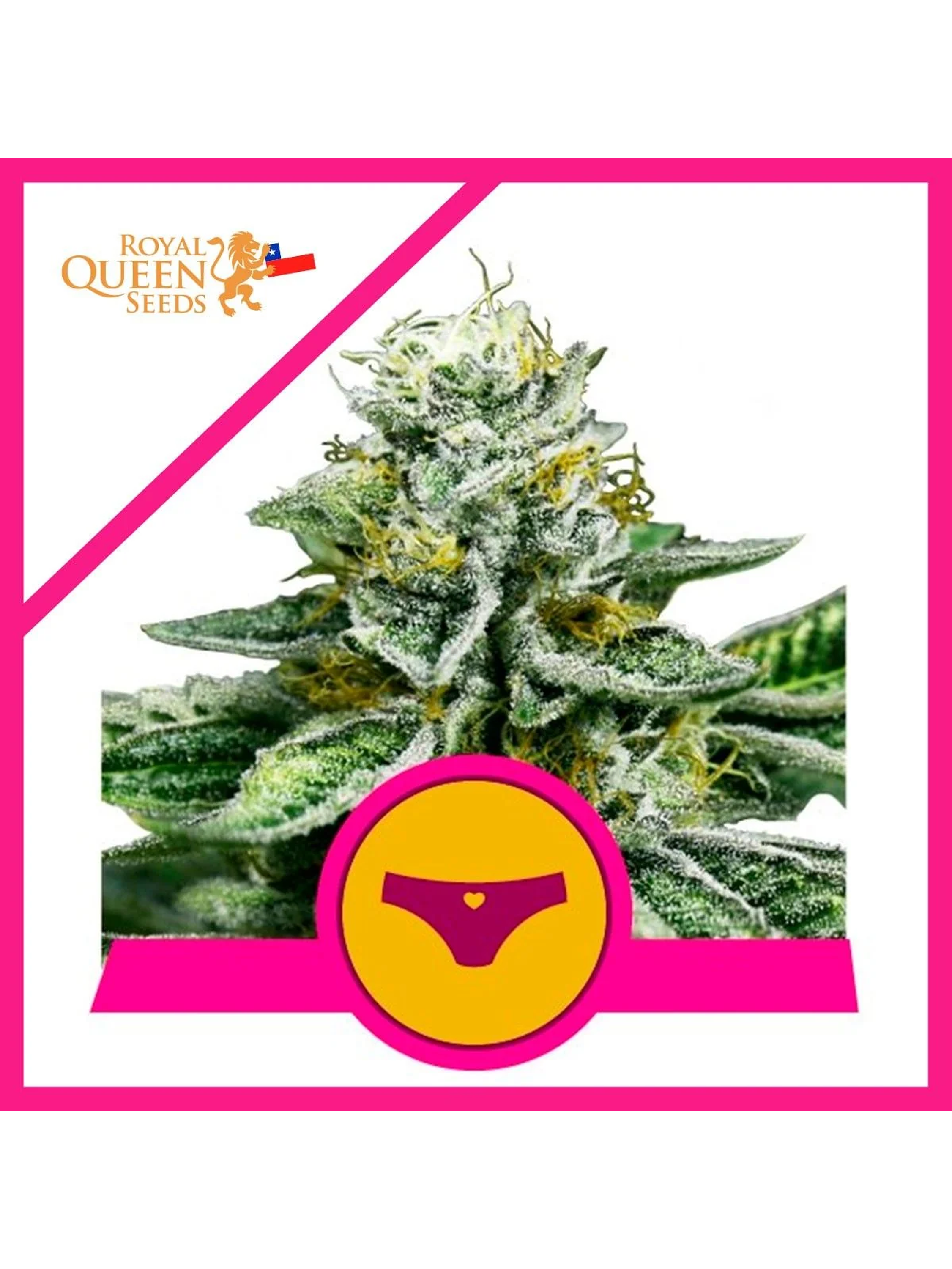 Royal Dwarf Fem X1-Royal Queen Seeds 1