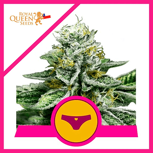 Royal Dwarf Fem X1-Royal Queen Seeds