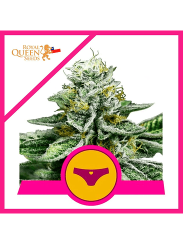 ROYAL DWARF FEM X1-ROYAL QUEEN SEEDS 1