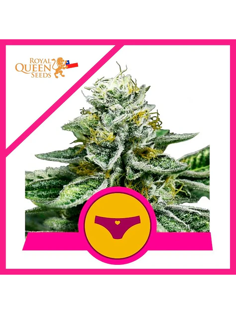 Royal Dwarf Fem X1-Royal Queen Seeds 1