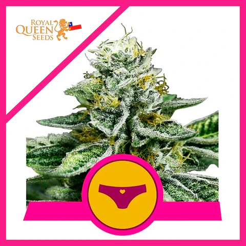 Royal Dwarf Fem X1-Royal Queen Seeds
