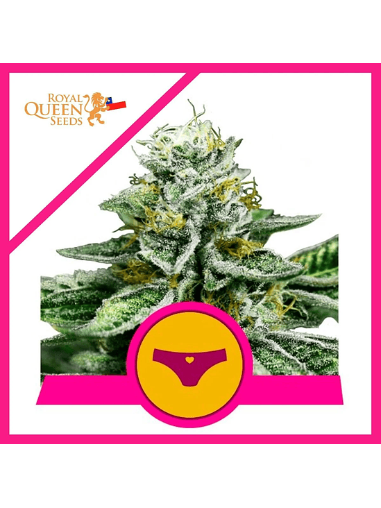 ROYAL DWARF FEM X1-ROYAL QUEEN SEEDS 1