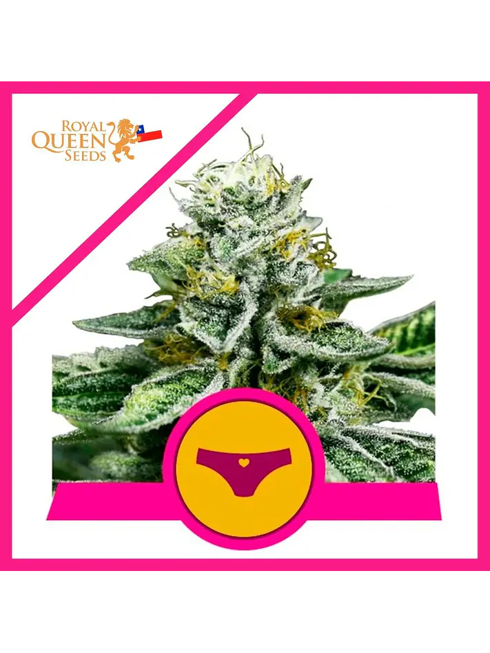 Royal Dwarf Fem X1-Royal Queen Seeds 1