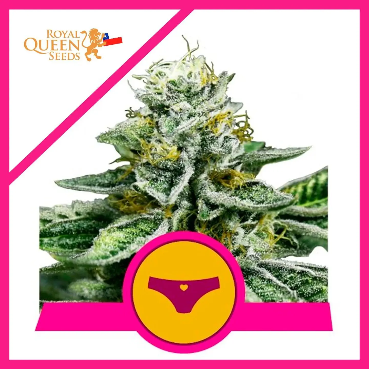 Royal Dwarf Fem X1-Royal Queen Seeds 1