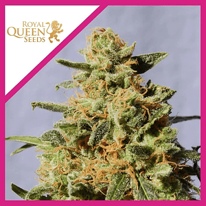 Royal Domina Fem -Royal Queen Seeds (X10/X3/X1)