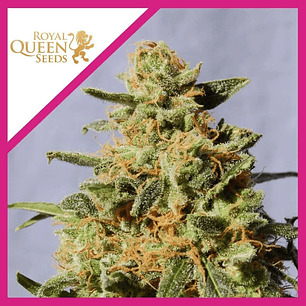 ROYAL DOMINA  FEM X1-ROYAL QUEEN SEEDS