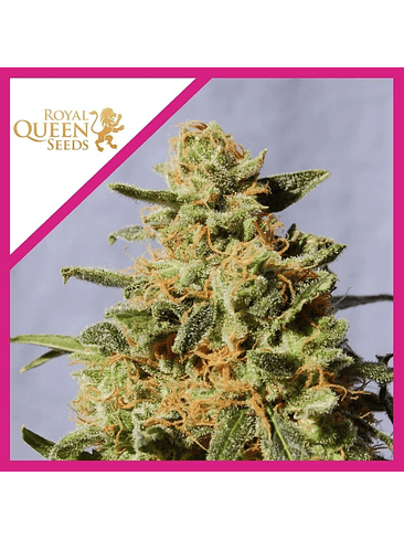 ROYAL DOMINA  FEM X1-ROYAL QUEEN SEEDS 1