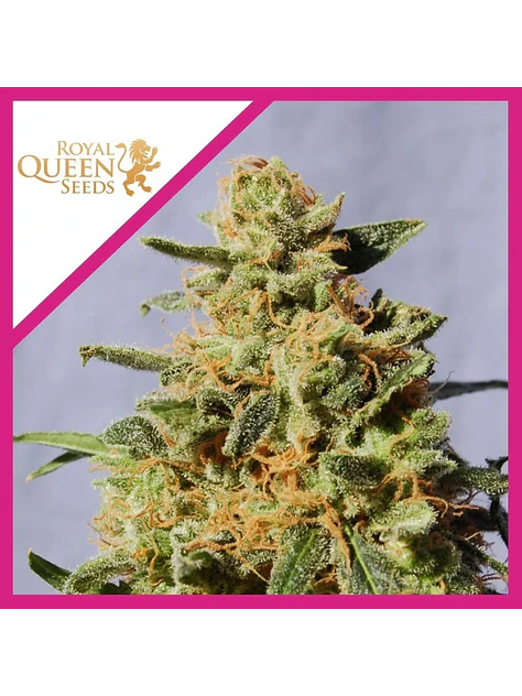 Royal Domina Fem -Royal Queen Seeds (X10/X3/X1) 1
