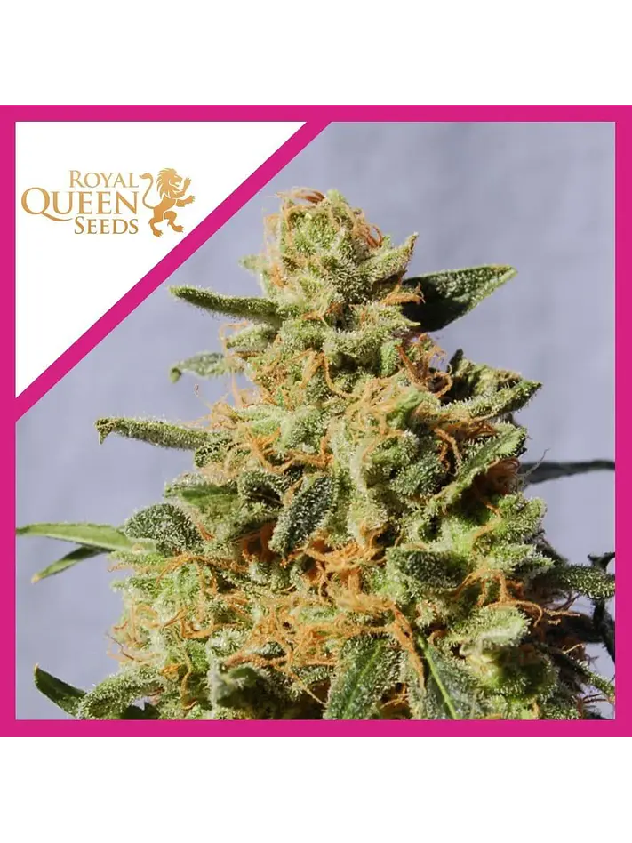 Royal Domina Fem -Royal Queen Seeds (X10/X3/X1) 1