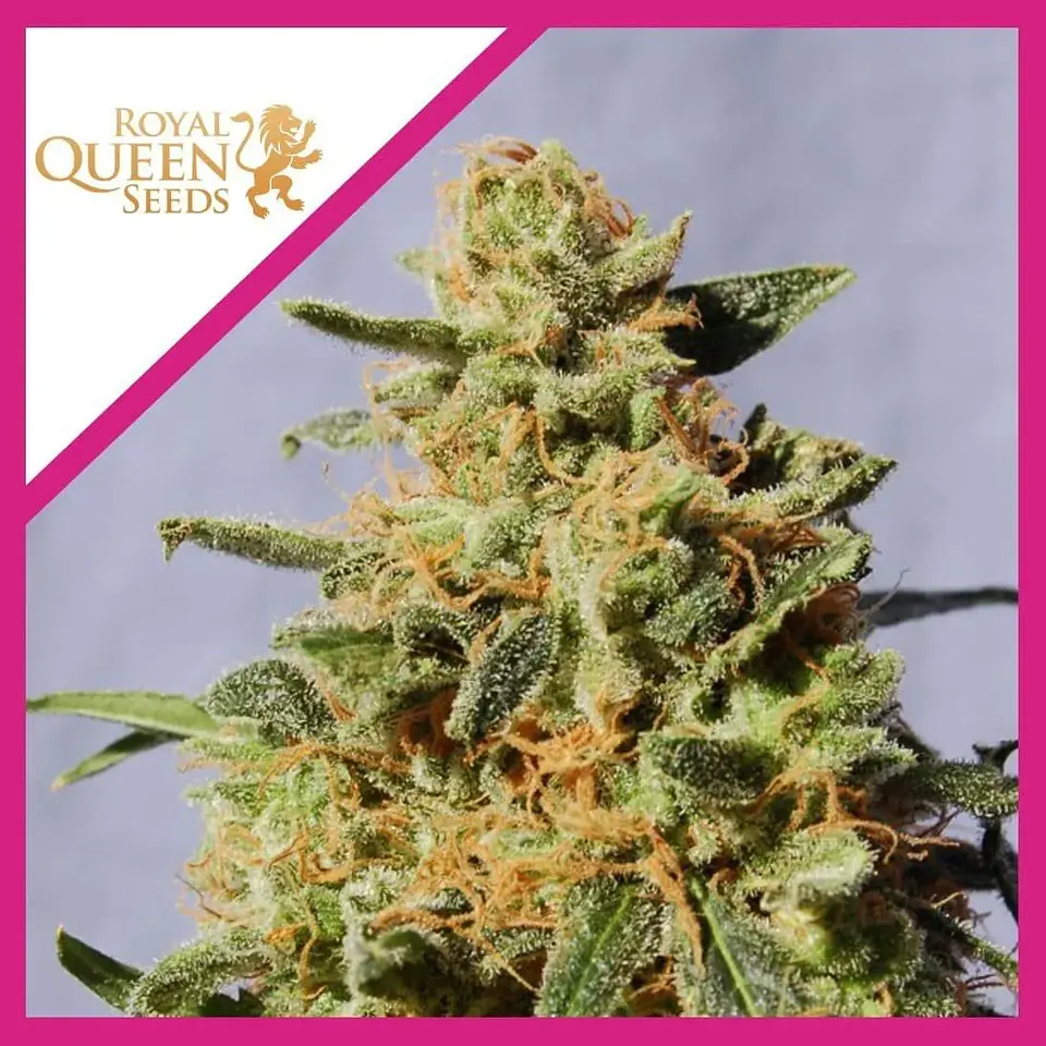 Royal Domina Fem -Royal Queen Seeds (X10/X3/X1) 1