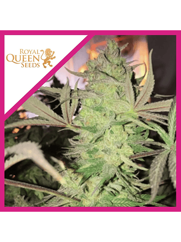 ROYAL HIGHNESS CBD  FEM X1-ROYAL QUEEN SEEDS 1