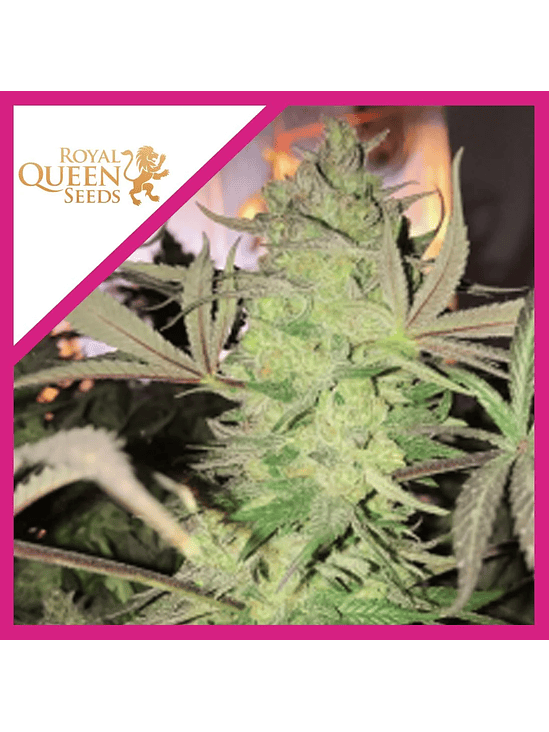 ROYAL HIGHNESS CBD  FEM X1-ROYAL QUEEN SEEDS 1
