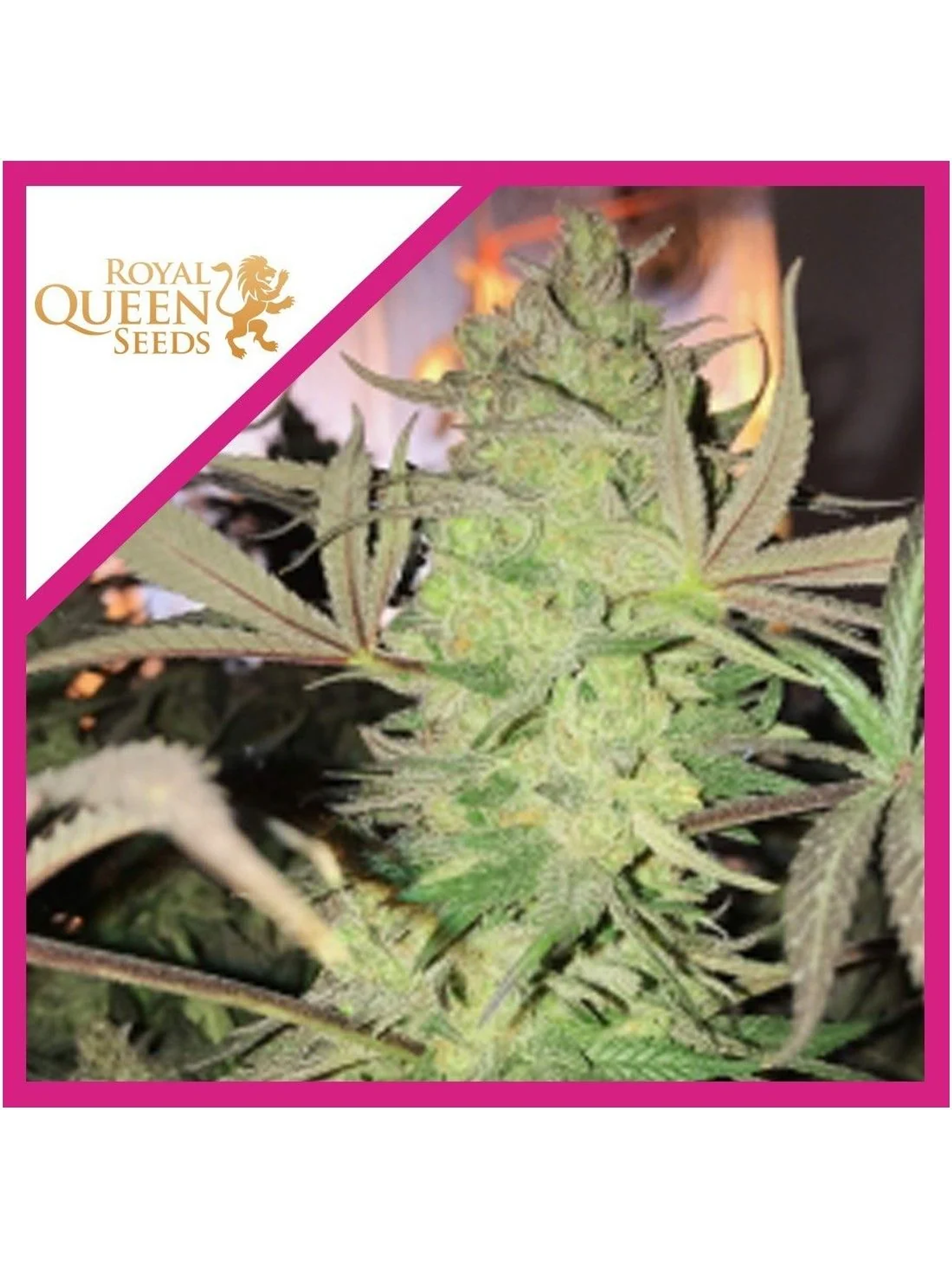 Royal Highness Cbd Fem -Royal Queen Seeds (X3/X1) 2