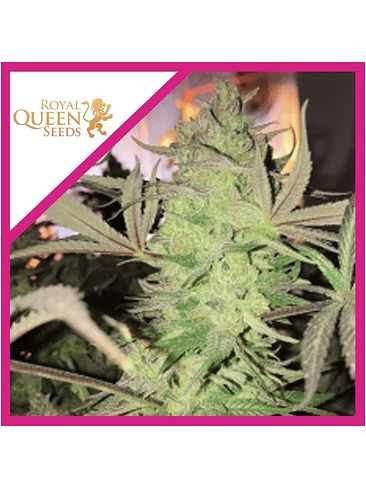 ROYAL HIGHNESS CBD FEM X3-ROYAL QUEEN SEEDS 1