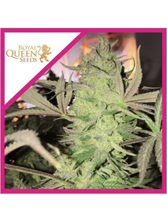 ROYAL HIGHNESS CBD FEM X3-ROYAL QUEEN SEEDS 1