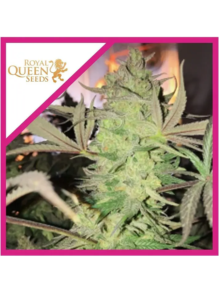 Royal Highness Cbd Fem -Royal Queen Seeds (X3/X1) 2