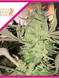Royal Highness Cbd Fem -Royal Queen Seeds (X3/X1) - Miniatura 2