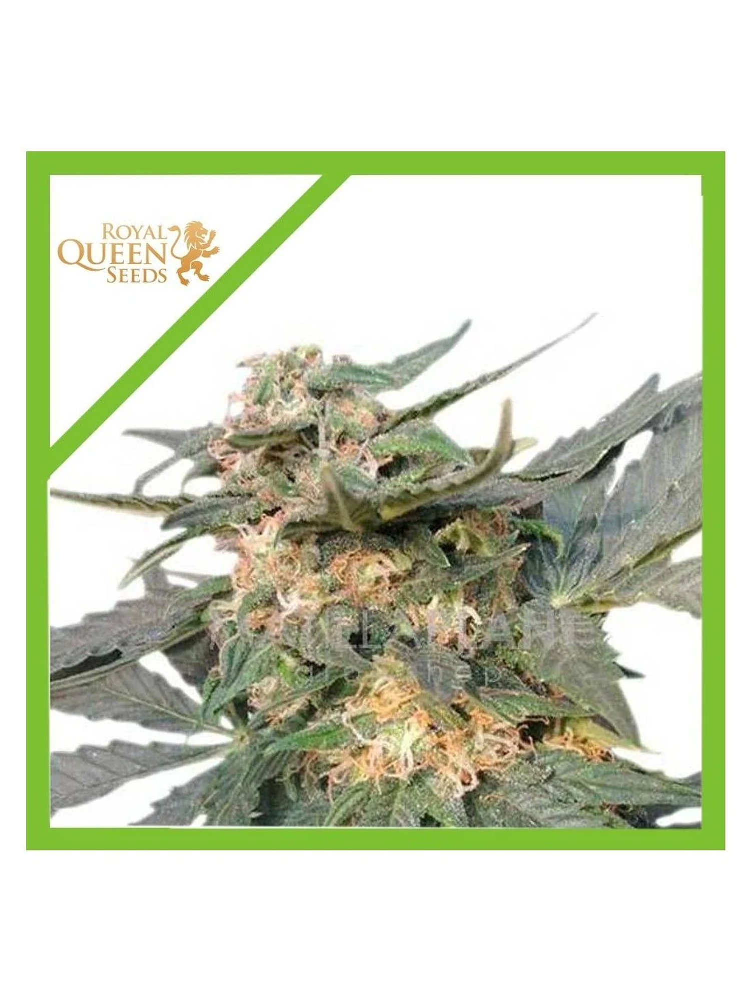 Royal Haze Auto -Royal Queen Seeds (X3/X1) 1