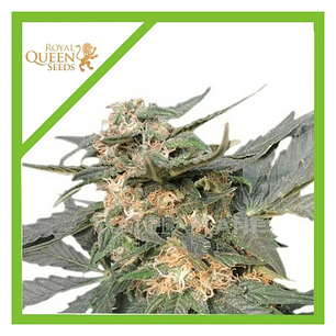 ROYAL HAZE AUTO X3-ROYAL QUEEN SEEDS