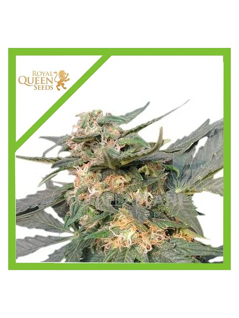 Royal Haze Auto -Royal Queen Seeds (X3/X1) 1